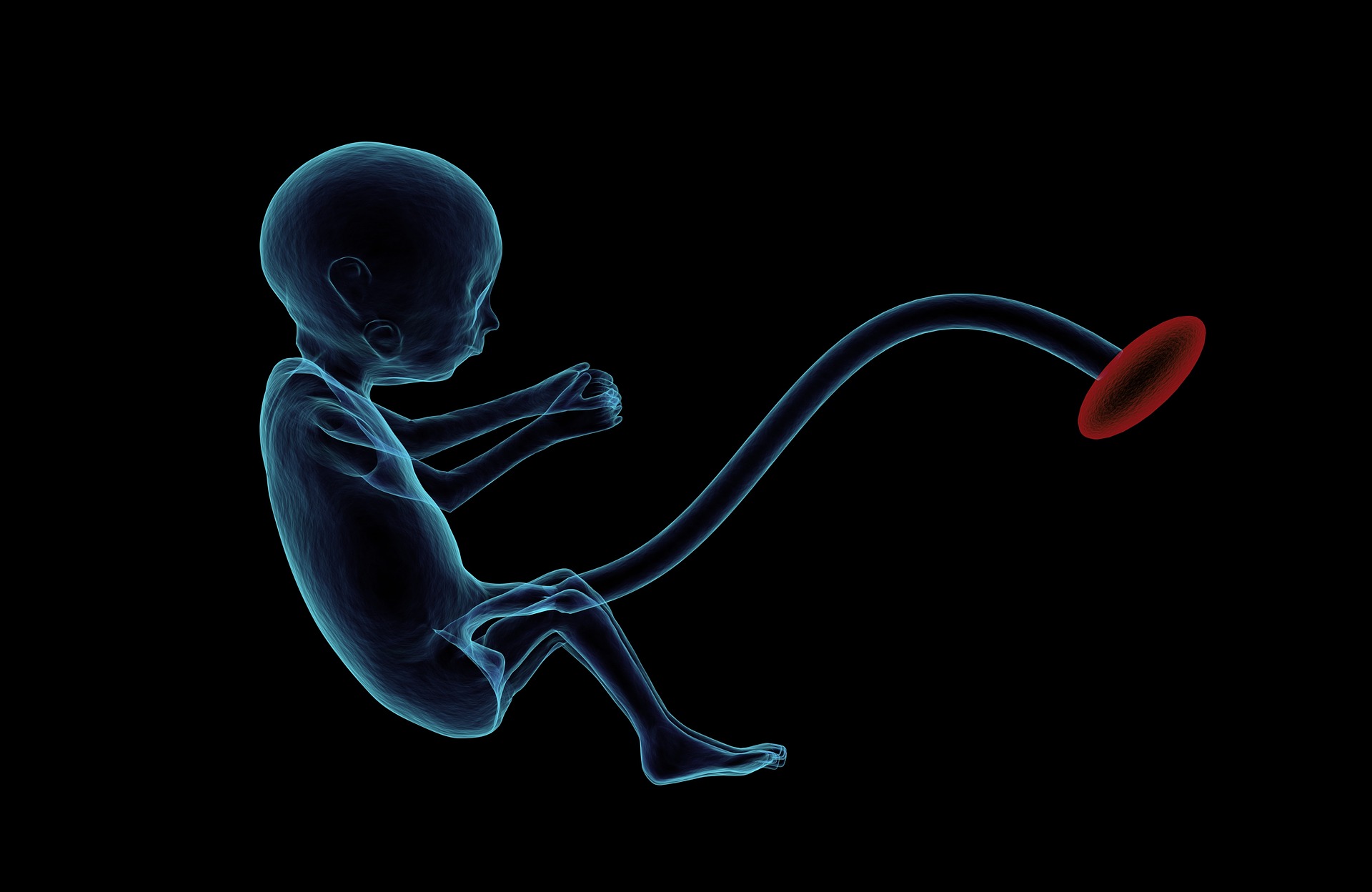 fetus-1788082_1920